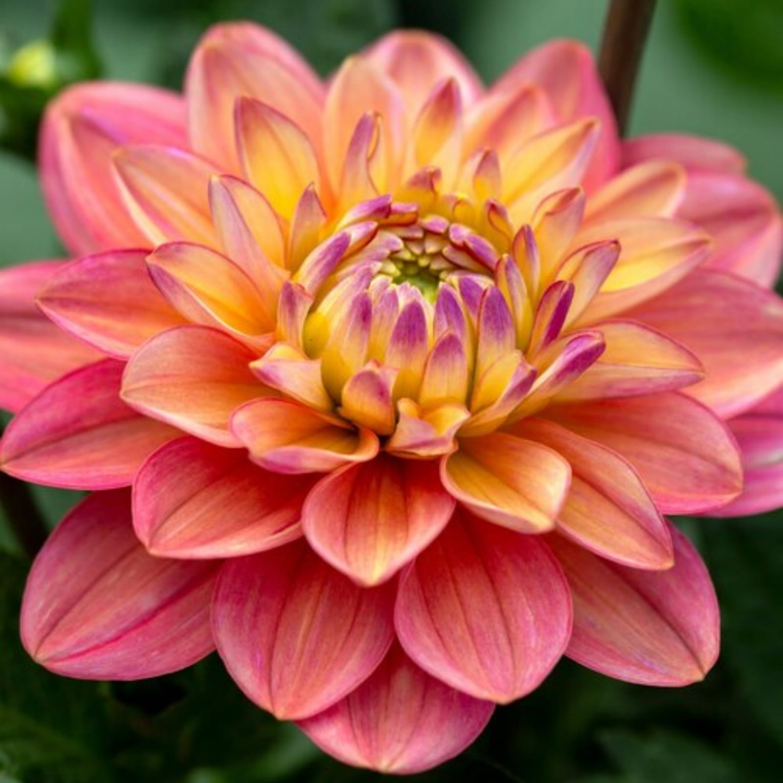 dahlias-landscape-design-plants-outdoor-garden-indoor-simple-to-grow