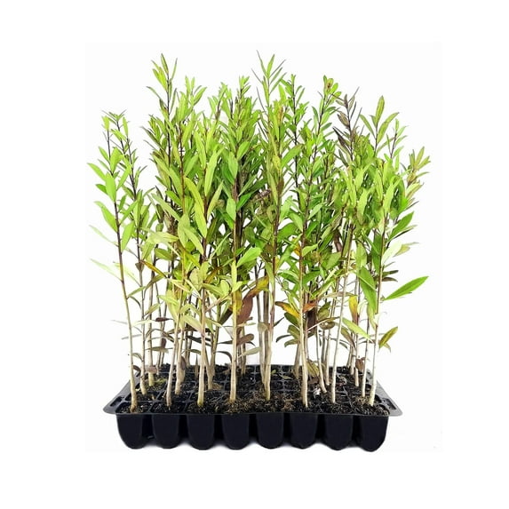 Dahoon Holly Tree 10 Live Plants Ilex Cassine Beautiful Red Berries Screening Hedge Privacy Foliage