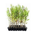 thumbnail image 1 of Dahoon Holly Tree  3 Live Plants  Ilex Cassine  Beautiful Red Berries  Screening Hedge Privacy Foliage, 1 of 9