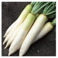 Daikon Radish 25 LB Bulk 1,070,000 Seeds NonGMO, Heirloom, Open