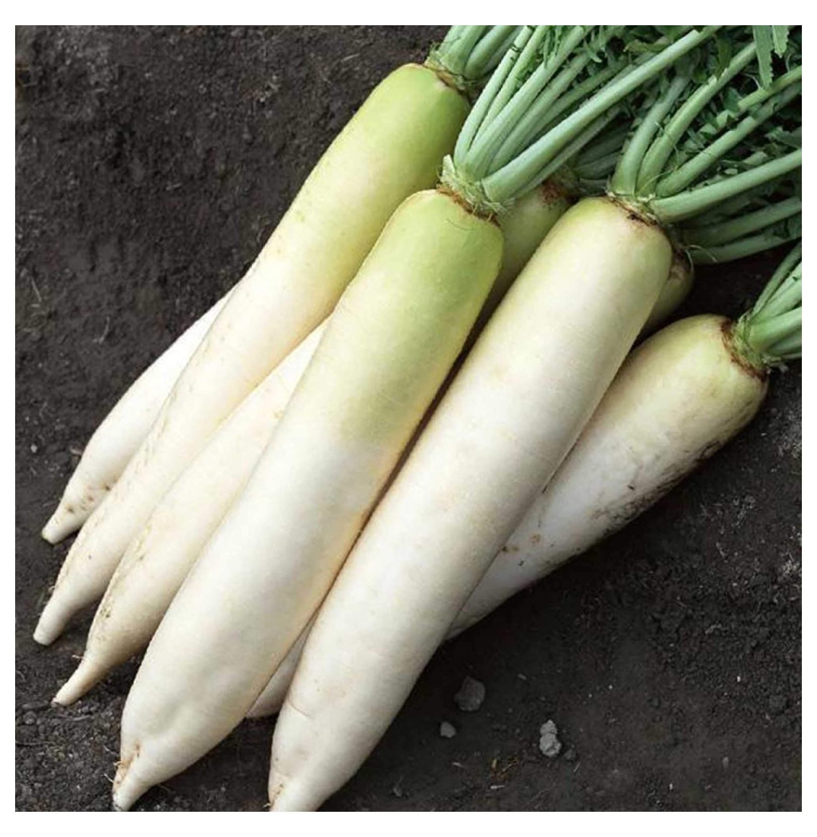 Daikon Radish 5 LB 214,000 Seeds NonGMO, Heirloom, Open