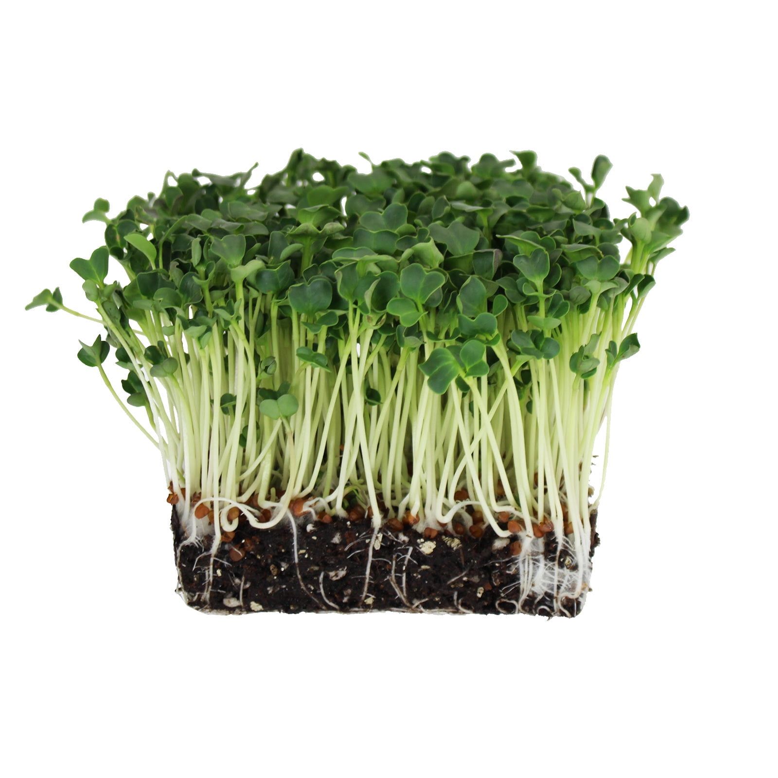 bulk flower seed packets Functional 36 Flower Garden Seed Kit  SurvivalGardenSeeds