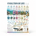 DailyMood Geologic Time Poster, Evolution of Life Timeline with ...