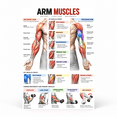 DailyMood Muscle Anatomy Poster, Arm Muscles Anatomy Functions and ...