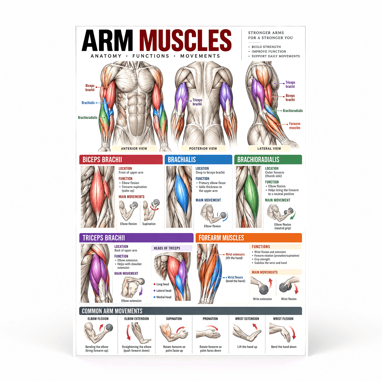 DailyMood Muscle Anatomy Poster, Arm Muscles Anatomy Functions and ...
