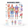 DailyMood Muscle Anatomy Poster, Major Muscle Groups Kinesiology Study ...