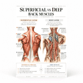 Deep Back Muscles DailyMood Muscle Anatomy Poster, Superficial vs Deep Back Muscle Layers ...