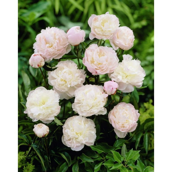 Dailylily Nursery Shirley Temple Peony Bulbs, Deer Resistant