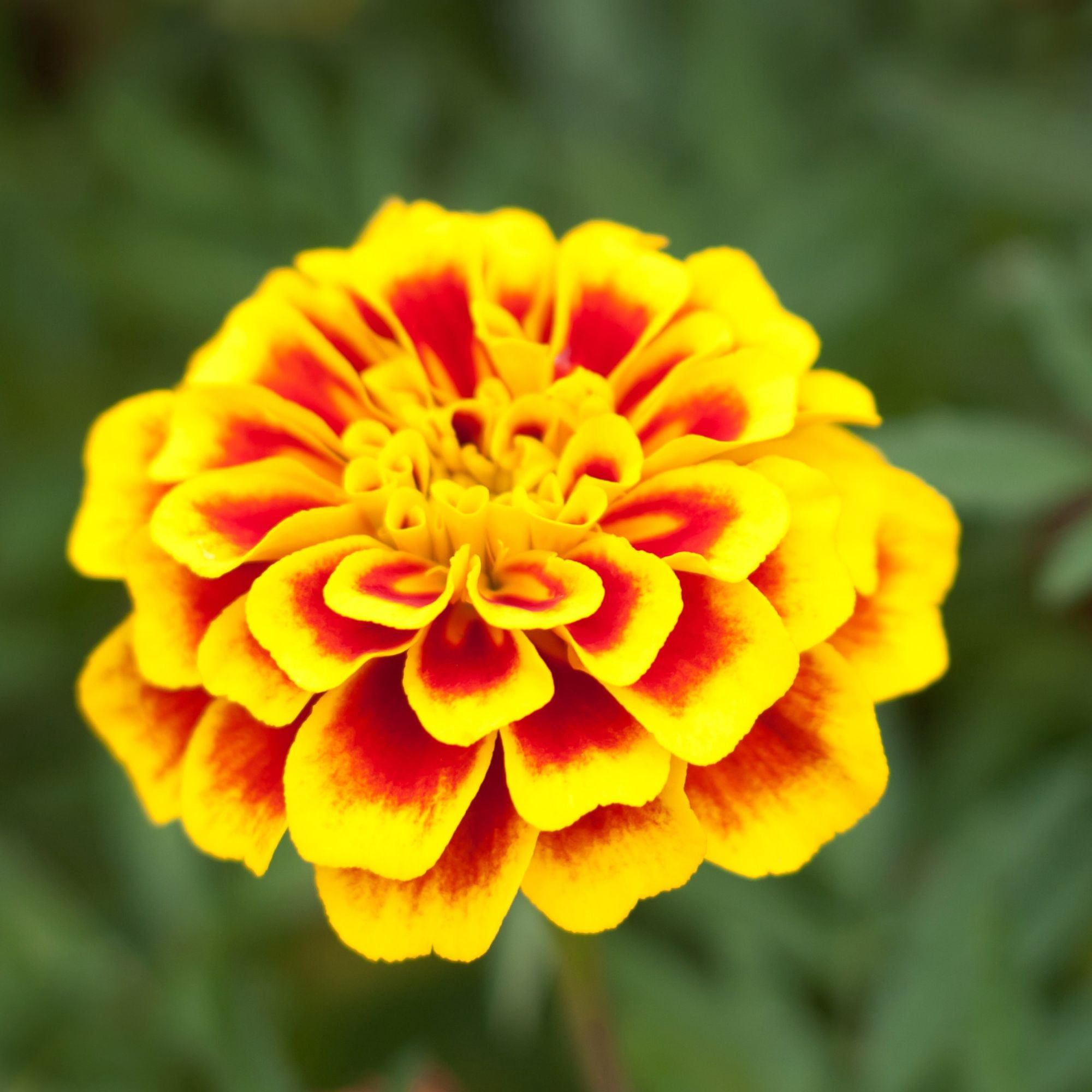 Dainty Marietta French Marigold Seed 4 Oz ~24,400 Seeds – Non-GMO, Tagetes patula – Yellow & Red Dwarf Blooms – Annual, Edible, Deer Resistant – Companion Plant, Containers, Borders