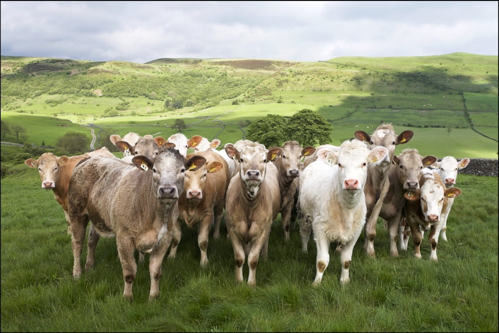Dairy Cattle Derbyshire England Canvas Art - Chris Upton Design Pics (34 x 22)