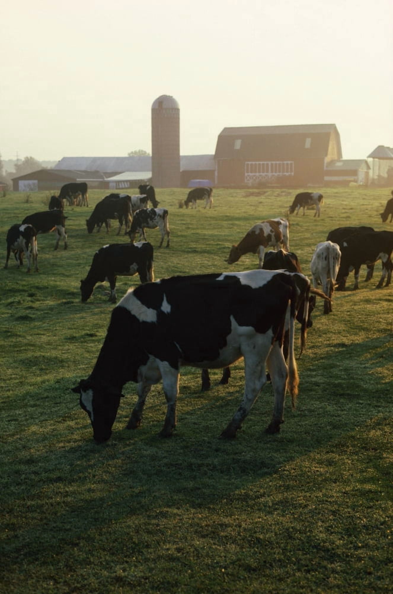 Dairy Cattle Grazing Canvas Art - Natural Selection David Spier Design Pics (24 x 36)