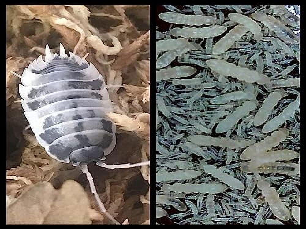 Dairy Cow Isopods + Springtails Combo