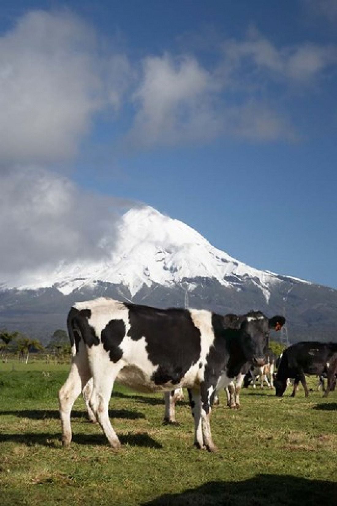 Dairy Cows Farm animals Taranaki New Zealand Canvas Art - David Wall DanitaDelimont (23 x 34)