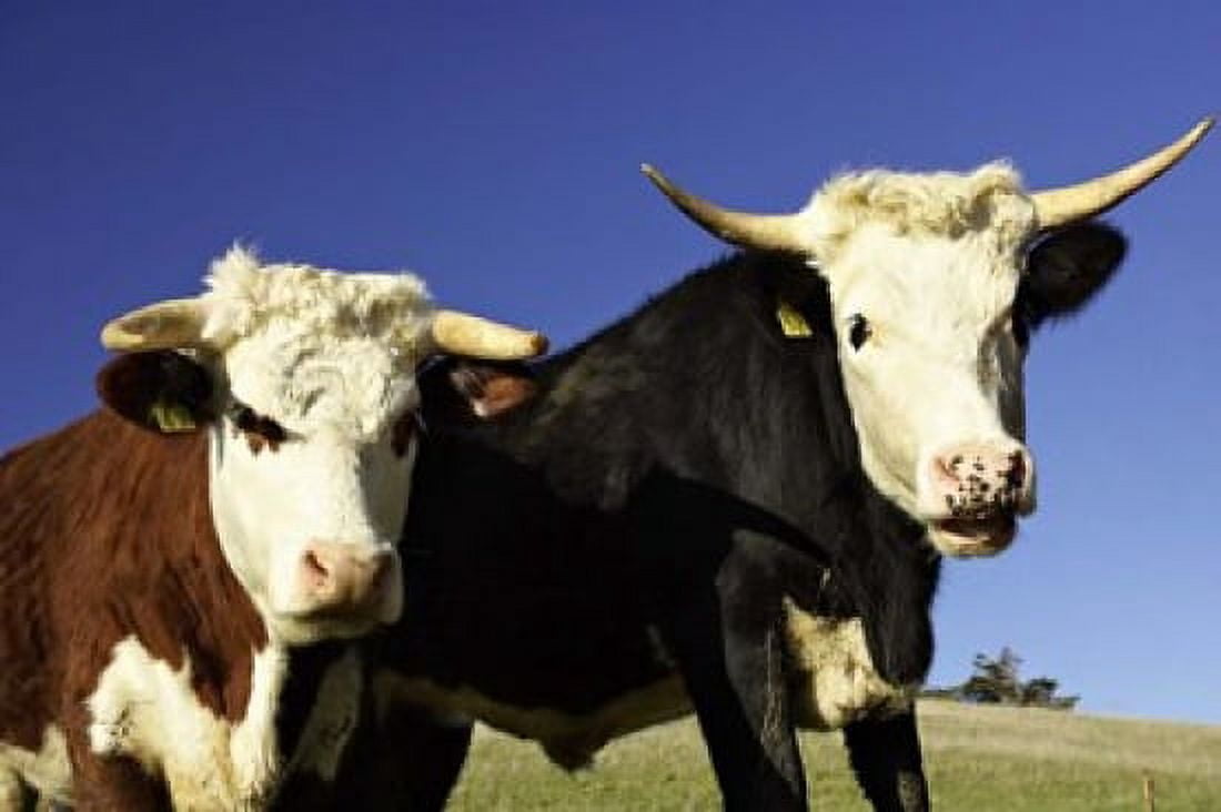 Dairy Cows New Zealand Canvas Art - David Wall DanitaDelimont (26 x 17)