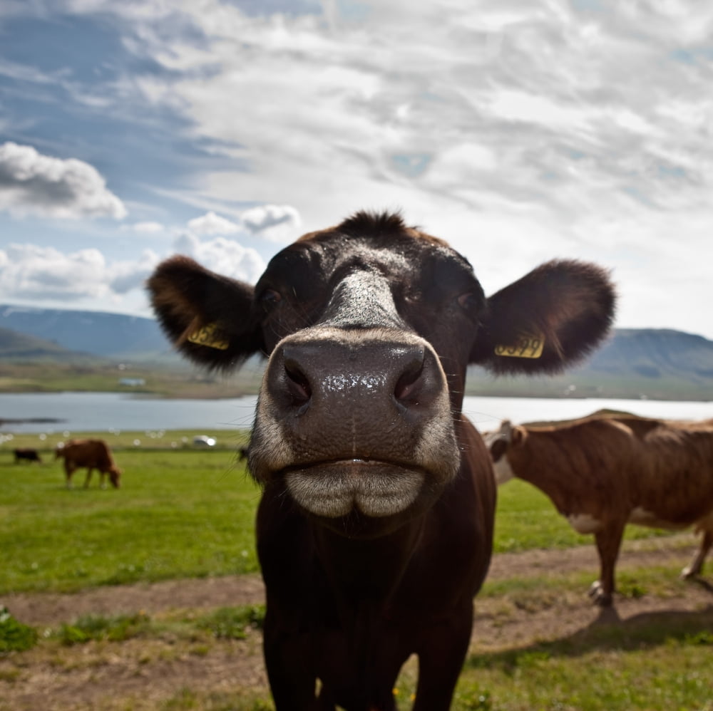 Dairy cows Western Iceland Canvas Art - Panoramic Images (24 x 24)