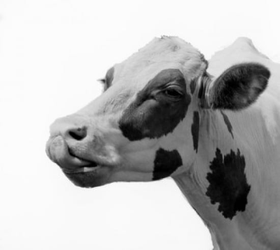 Dairy cows head Canvas Art - (18 x 24)
