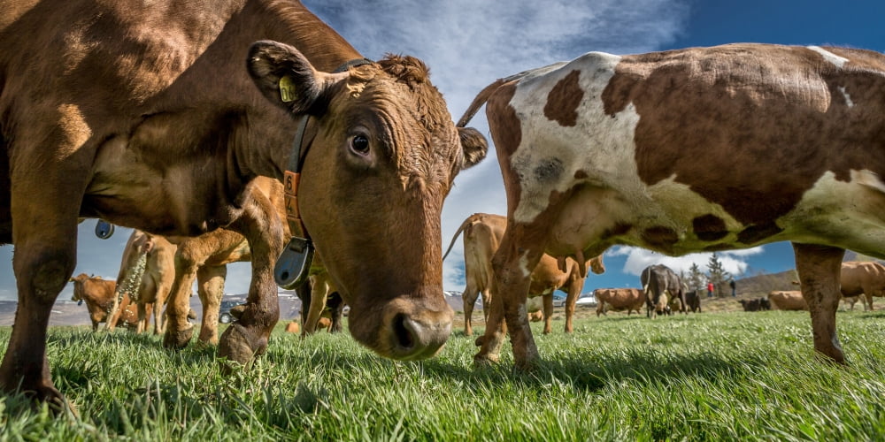 Dairy cows with electronic collars Eyjafjordur Iceland Canvas Art - Panoramic Images (12 x 36)