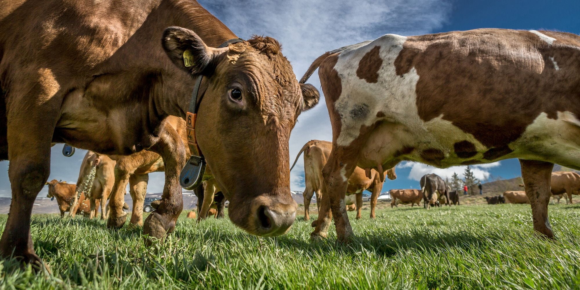 Dairy cows with electronic collars Eyjafjordur Iceland Canvas Art - Panoramic Images (9 x 27)