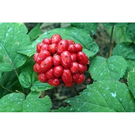 Dairyland Management American Ginseng Seed, 1/4 LB, Plant Seeds, 1 Pack, Easy Care