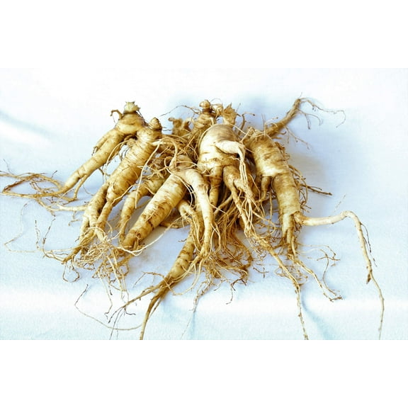 Dairyland Management American Ginseng Transplant Roots 4 Years Seed Producing Plants, 5 Roots