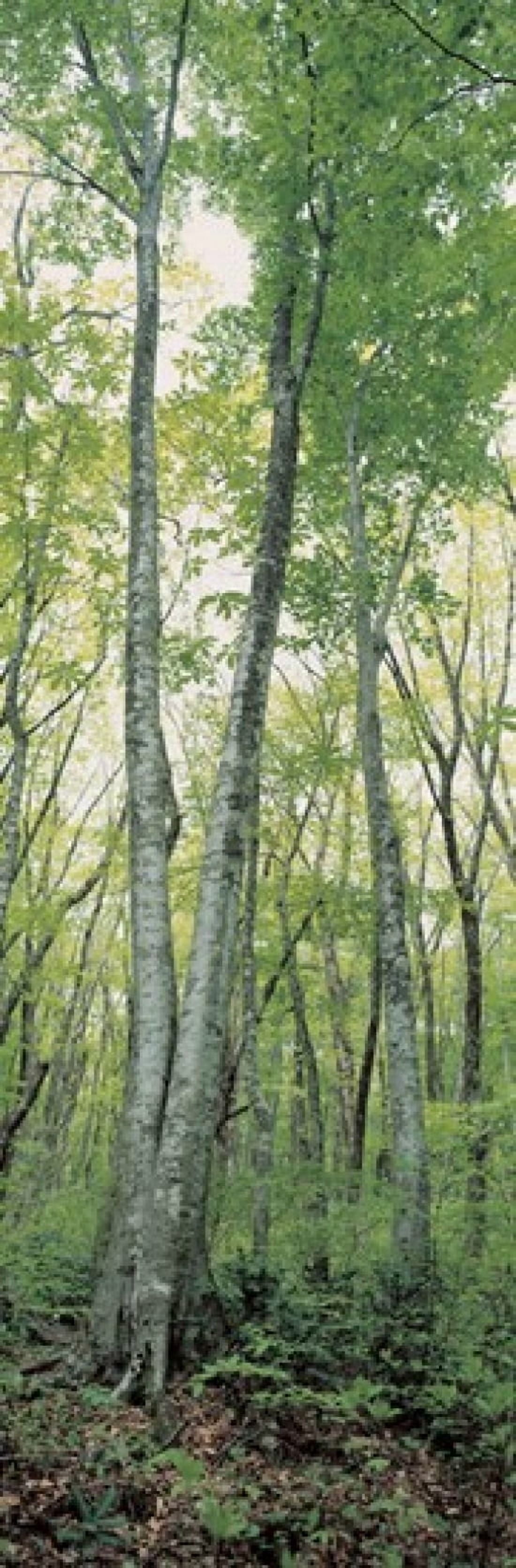 Daisen Tottori Japan Canvas Art - Panoramic Images (36 x 12)