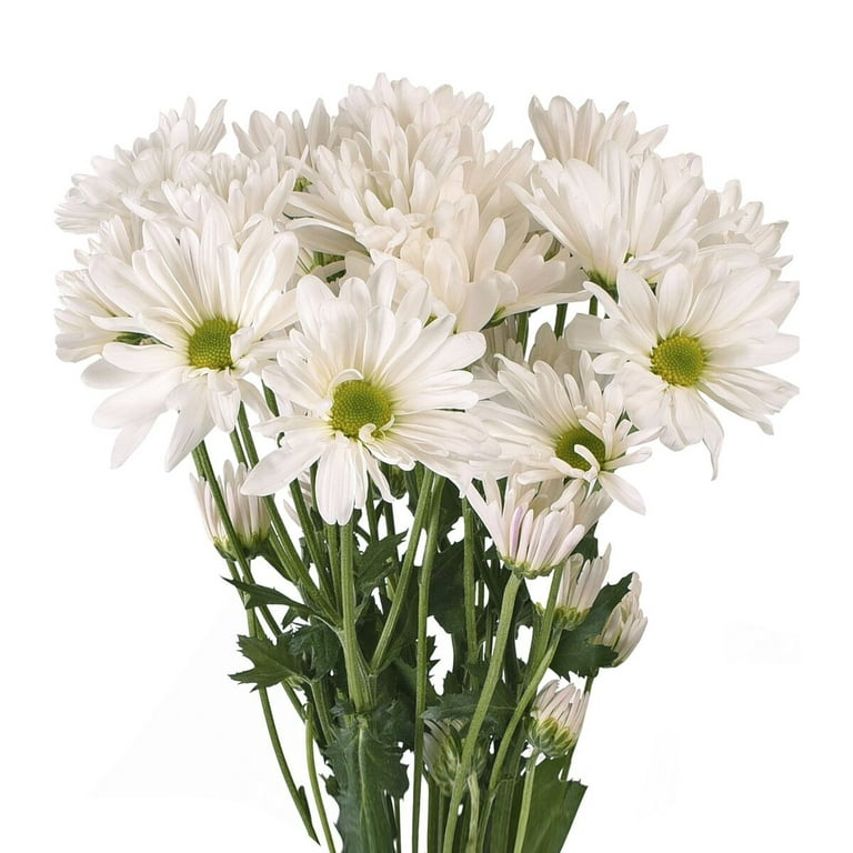 Daisies - 60 Stems of White Farm Direct Fresh Cut Flowers by Bloomingmore