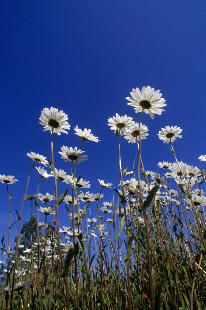 Daisies & Blue Sky Summer Alaska Canvas Art - John Warden  Design Pics (11 x 17)