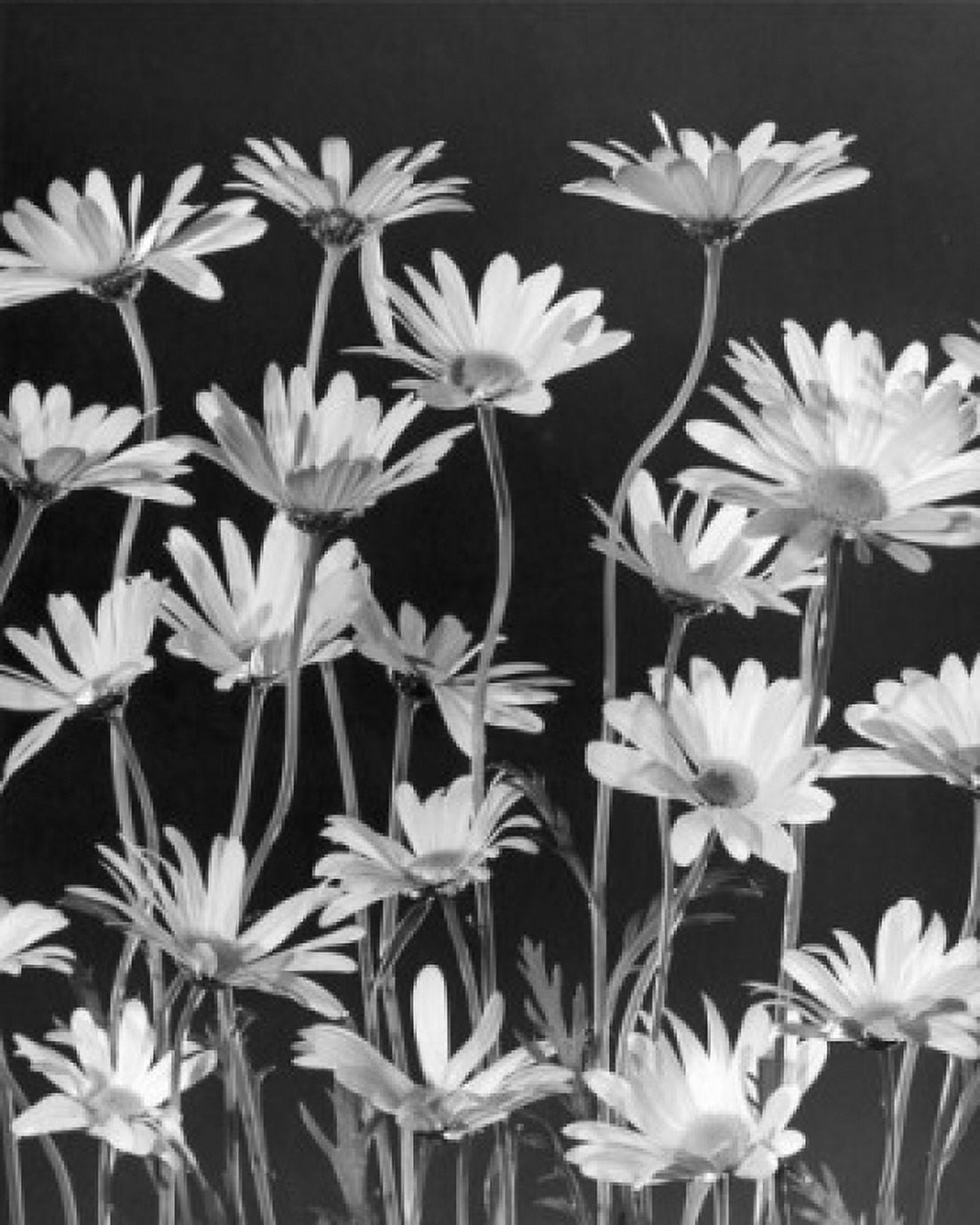 Daisies Canvas Art - (18 x 24)
