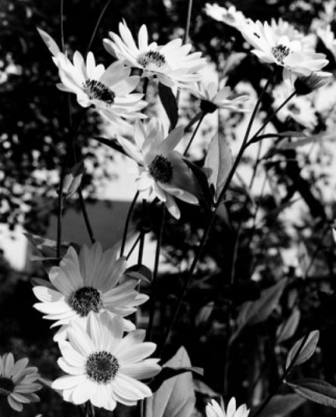 Daisies Canvas Art - (24 x 36)