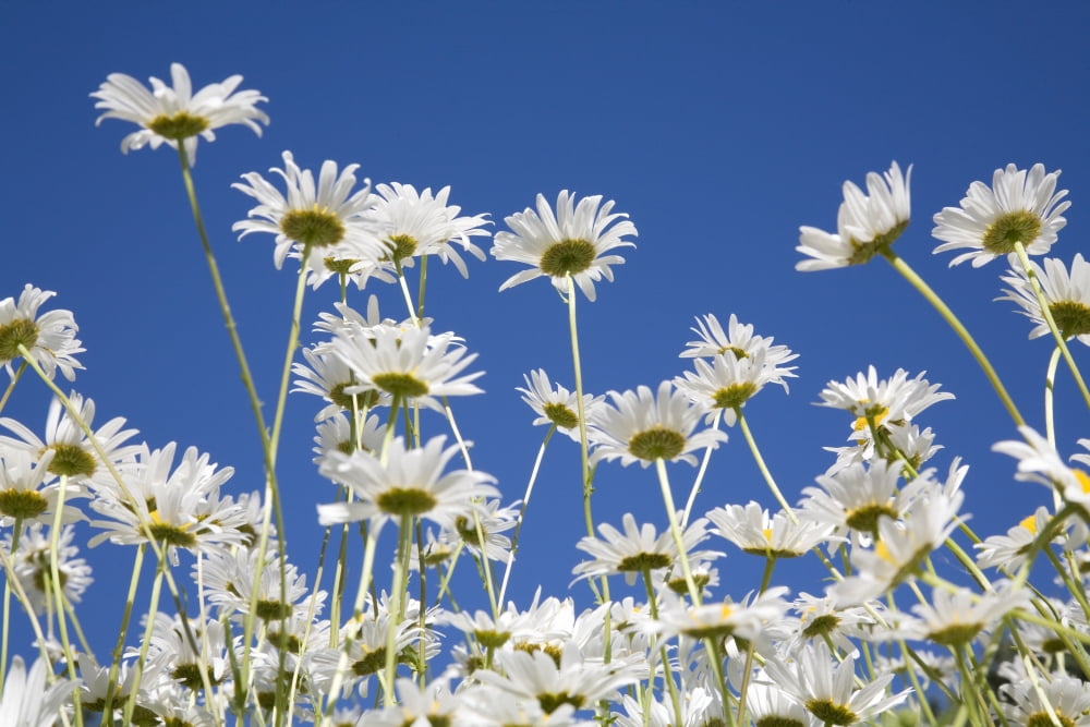 Daisies Canvas Art - Craig Tuttle  Design Pics (18 x 12)