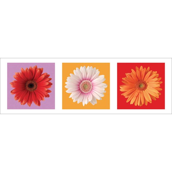 Daisies - Red, White & Orange Laminated Art Print Poster (12.5x36.5)