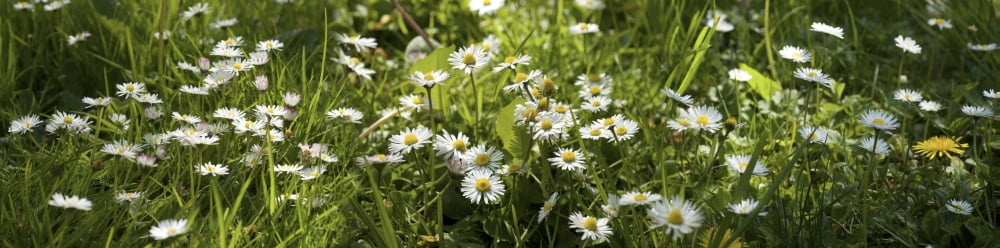 Daisies blooming in a field Canvas Art - Panoramic Images (27 x 9)