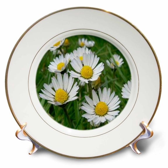 3dRose, Daisy, 8 inch Porcelain Plate