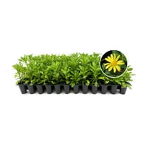 Daisy African | 10 Live Plants | Gamolepis chrysanthemoides | Flowering Accent Plant | Sun Loving Garden Variety