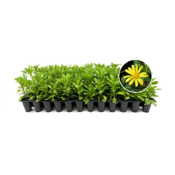 Daisy African | 3 Live Plants | Gamolepis chrysanthemoides | Flowering Accent Plant | Sun Loving Garden Variety