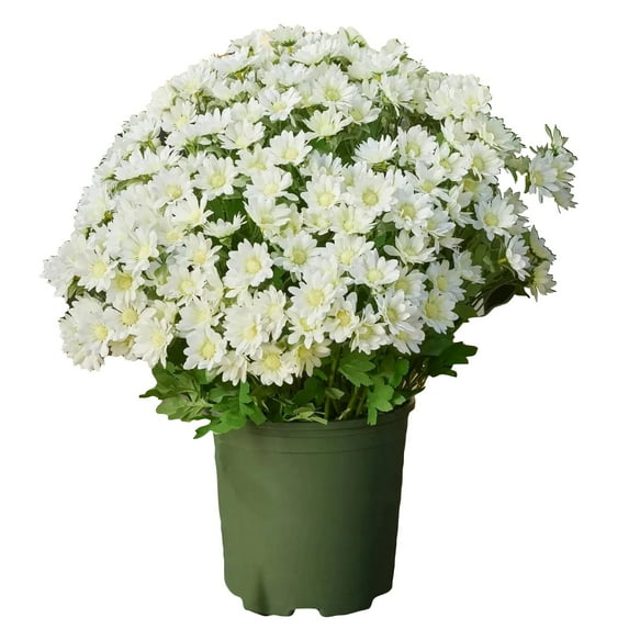 Daisy Artificial Flowers for Outdoors Fall Autumn Decoration, Look Real Uv Resistant Faux Flowers Plants for Planter Front Door Home Indoor Porch White