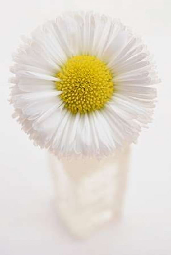 Daisy Bottle II Canvas Art - Cora Niele (12 x 18)