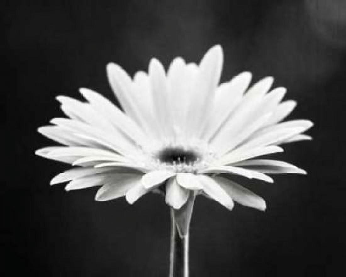Daisy Canvas Art - Carolyn Cochrane (24 x 30)