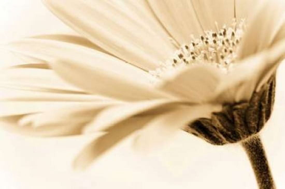 Daisy Canvas Art - PhotoINC Studio (20 x 28)