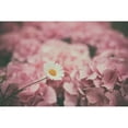 thumbnail image 1 of Daisy Dreams Poster Print by Aledanda Aledanda  (24 x 15) # 63214, 1 of 3