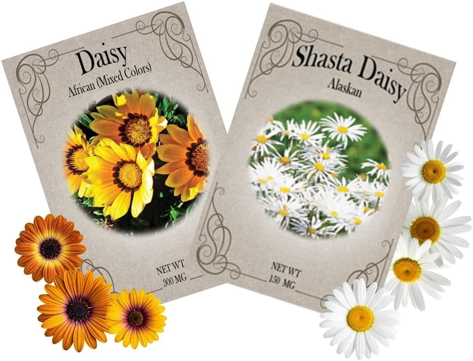 Daisy Flower Seed Variety Pack – 50 Seed Packets | African Daisy & Shasta Daisy Mix