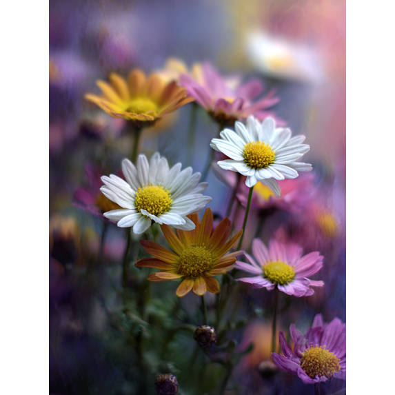 Daisy Flowers Canvas Print for Living Room Bedroom Home Office Hotel Wall Art Decor