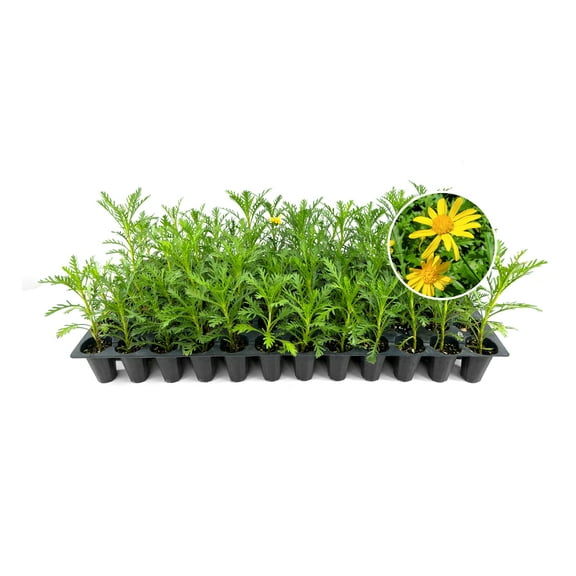 Daisy Golden Shrub | 10 Live Plants | Euryops pectinatus | Flowering Accent Plant | Sun Loving Garden Variety