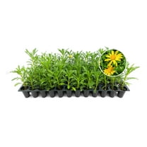 Daisy Golden Shrub | 10 Live Plants | Euryops pectinatus | Flowering Accent Plant | Sun Loving Garden Variety