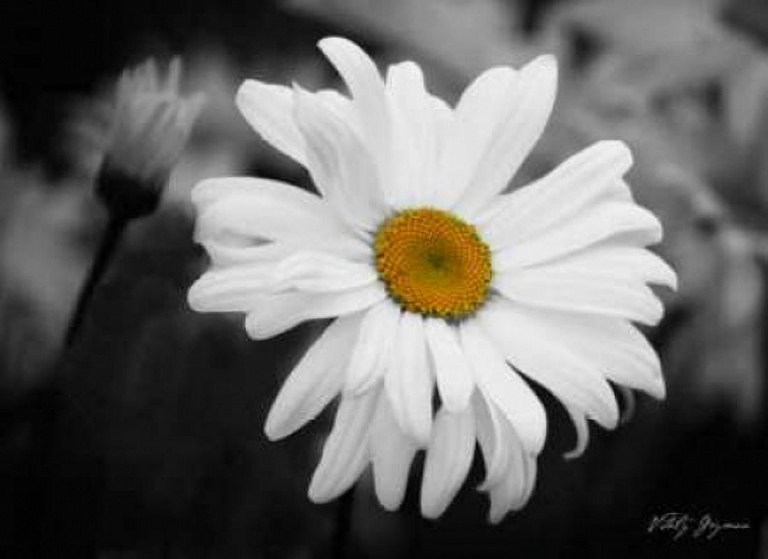 Daisy I BandW Canvas Art - Vitaly Geyman (18 x 24)