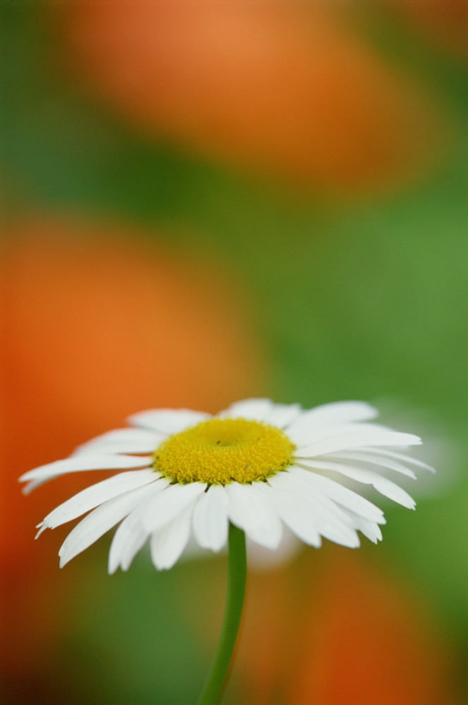 Daisy (Lavandula X Intermedia) Canvas Art - Mike Grandmaison Design Pics (22 x 36)