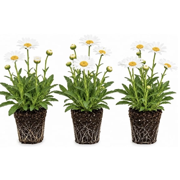 Shasta Daisy Live Starter Plants Leucanthemum Perennial Flower Plugs White Flowers with Yellow Centers Garden & Landscape Plants, 3 Plants