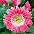 thumbnail image 1 of Daisy Plant, Pink Gerbera Live Plant, 3 to 6 Inch Tall, Live Gerbera Daisy Plants for Indoor Outdoor Garden, 1 of 5