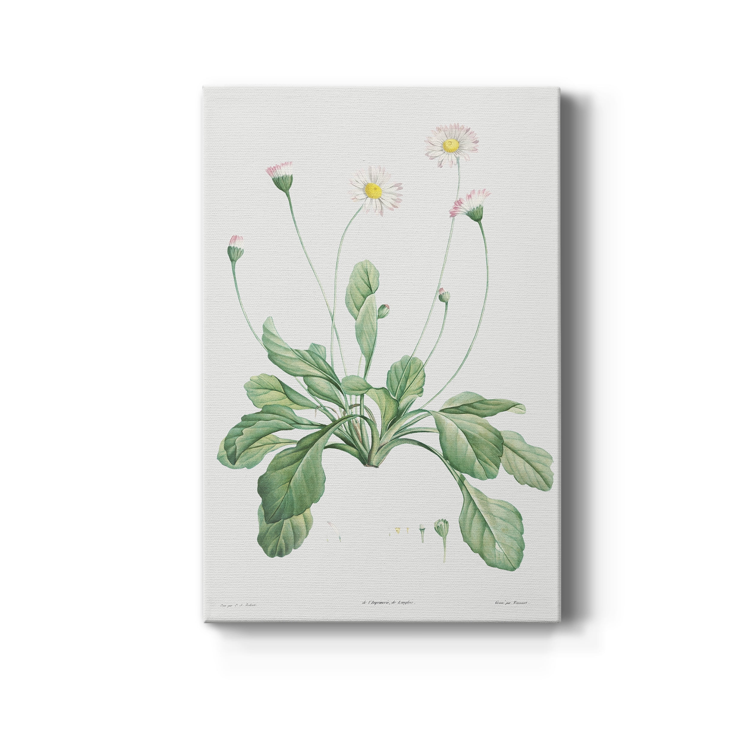 Daisy Premium Gallery Wrapped Canvas - Ready to Hang - 40 x 60