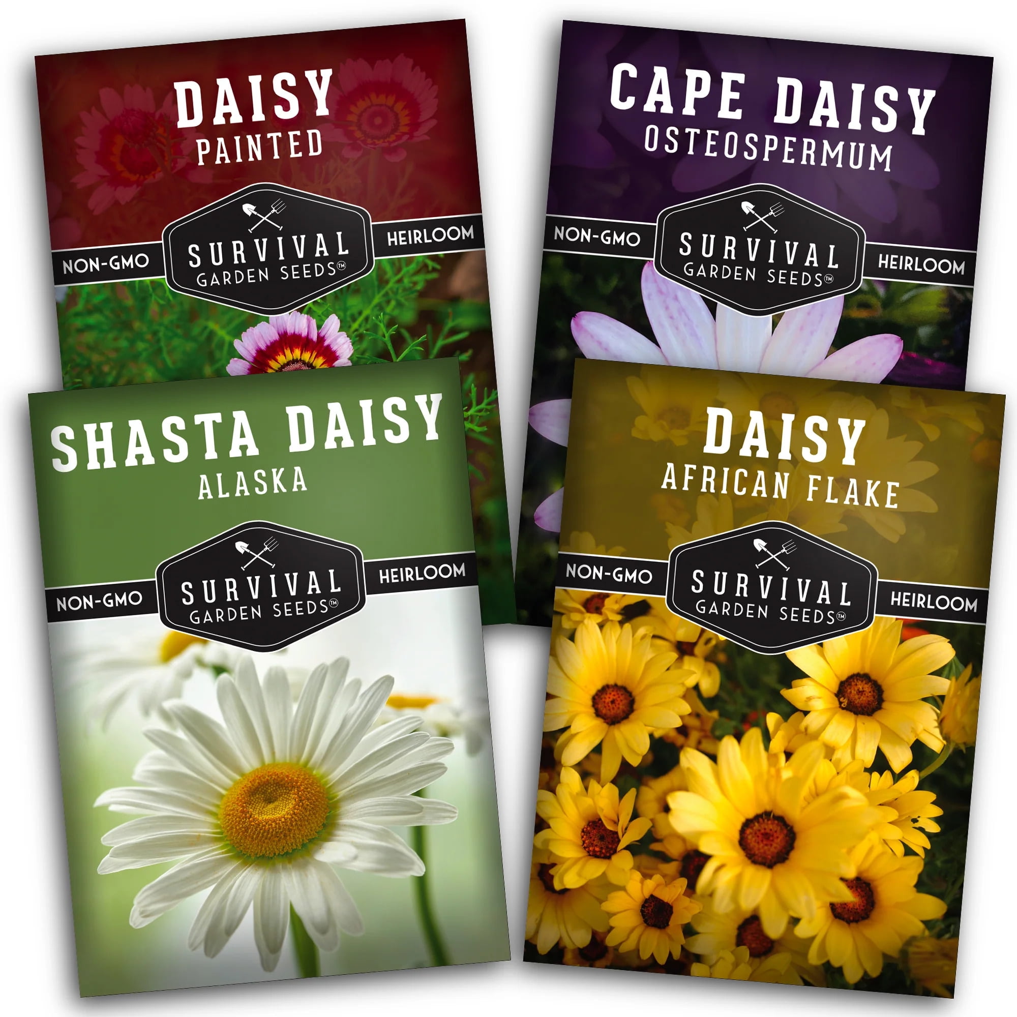 Daisy Seed Collection - 4 Colorful Daisies - Full Sun Annual & Perennial  Flower Seeds